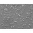 Human Umbillical Artery Smooth Muscle Cells (HUASMC) - Relief contrast, 200x.
