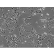 Mouse Astrocytes-brain stem (MA-bs) - Phase contrast, 100x.
