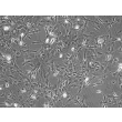 Mouse Astrocytes-cerebellar (MA-c) - Phase contrast, 100x.
