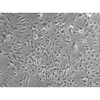 Mouse Astrocytes-hippocampal (MA-h) - Phase contrast, 100x.

