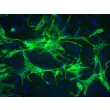 Mouse Astrocytes-spinal cord (MA-sc) - Immunostaining for GFAP, 200x.

