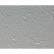 Mouse Astrocytes-spinal cord (MA-sc) - Relief contrast, 200x.

