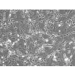 Mouse Astrocytes-spinal cord (MA-sc) - Phase contrast, 100x.

