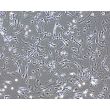 Mouse Astrocytes-spinal cord (MA-sc) - Phase contrast, 200x.
