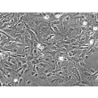 Mouse Astrocytes-spinal cord (MA-sc) - Phase contrast, 200x.
