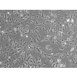 Mouse Brain Vascular Pericytes (MBVP) - Phase contrast, 100x
