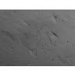 Mouse Cardiac Myocytes (MCF) - Relief contrast, 400x.