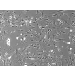 Mouse Dermal Fibroblasts (MDF) – Phase Contrast, 100x.
