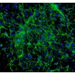 Mouse Embryonic Fibroblasts (MEF) - Immunostaining for Fibronectin, 100X.
