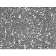 Mouse Embryonic Fibroblasts (MEF) - Phase Contrast, 100X.
