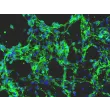 Mouse Embryonic Fibroblasts (MEF) - Immunostaining for Fibronectin, 200X.
