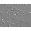 Mouse Hepatic Stellate Cells (MHSteC) - Relief contrast 200x
