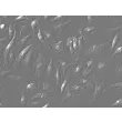 Mouse Macrophages-bone marrow (MMa-bm) - Relief contrast, 400x.
