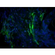 Mouse Meningeal Cells (MMenC) - Immunostaining for Fibronectin, 200x.
