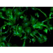 Immunostaining Caption: Mouse Microglia (MM) - Immunostaining for F4/80, 200x
