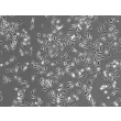 Phase Contrast Caption: Mouse Microglia (MM)- Phase Contrast, 100x
