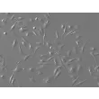 Mouse Microglia (MM) – Relief Contrast, 200x.
