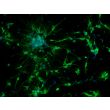 Mouse Neurons-forebrain (MN-fb)-Immunostaining for b-tubulin III, 200X