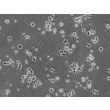 Mouse Neurons-hippocampal (MN-h) - Phase contrast, 200x.

