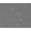 Mouse Neurons-midbrain (MN-mb)-Phase Contrast, 100X