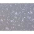 Mouse Neurons-midbrain (MN-mb)-Phase Contrast, 100X