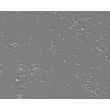 Mouse Neurons-midbrain (MN-mb)-Relief Contrast, 200X