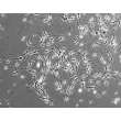 Mouse Neurons-striatal (MN-s) - Phase contrast, 100x.
