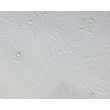 Mouse Pituitary Cells (MPC)-Relief Contrast, 200X