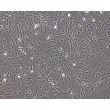 Mouse Pituitary Cells (MPC)-Phase Contrast, 100X