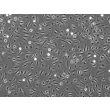 Mouse Pulmonary Alveolar Epithelial Cells (MPAEpiC) - Phase contrast, 100x
