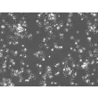 Mouse Pulmonary Alveolar Macrophages (MPAMa) - Phase contrast, 100x
