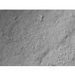 Mouse Schwann Cells (MSC) - Relief contrast, 200x.

