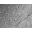 Mouse Schwann Cells (MSC) - Relief contrast, 200x.
