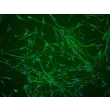 Mouse Schwann Cells (MSC) - Immunostaining for S100-β, 100x.
