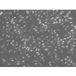 Mouse Splenic Macrophages (MSMa) – Relief Contrast, 200x