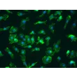 Mouse Splenic Macrophages (MSMa) – Immunostaining for CD11b, 400x

