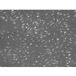 Mouse Splenic Macrophages (MSMa) – Relief Contrast, 200x
