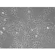 Porcine Retinal Astrocytes (PA-r)- Phase Contrast, 100x.
