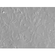 Rabbit Astrocytes (RabA) – Relief Contrast, 200X.
