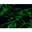 Rabbit Astrocytes (RabA) – Immunostaining for GFAP, 200x.
