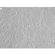 Rabbit Cardiac Fibroblasts (RabCF) – Relief Contrast, 200X.