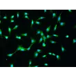 Rabbit Dermal Fibroblasts (RabDF) – Immunostaining for FN, 200x.
