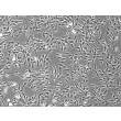 Rabbit Dermal Fibroblasts (RabDF) – Phase Contrast, 100X.
