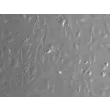 Rabbit Hepatic Stellate Cells (RabHSteC) – Relief Contrast, 200X.

