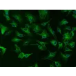 Rabbit Iris Pigment Epithelial Cells (RabIPEpiC) - Immunostaining for CK-18, 200x
