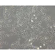 Rabbit Iris Pigment Epithelial Cells (RabIPEpiC)- Phase Contrast, 100x