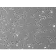 Rabbit Pulmonary Fibroblasts (RabPF) – Phase Contrast, 100X.

