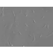 Rabbit Pulmonary Fibroblasts (RabPF) – Relief Contrast, 200X.
