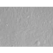 Rabbit Renal Proximal Tubule Epithelial Cells (RabRPTEpiC) – Relief Contrast, 200X.
