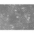 Rat Atsrocytes-hippocampal (RA-h) - Phase contrast